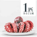 【ふるさと納税】MarkAプレミアム蒸したこ1尾【配送不可地域:離島・沖縄県】【1361277】