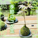 【ふるさと納税】季節を彩る癒やしの手作りコケ玉【1617467】