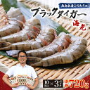 【ふるさと納税】魚兵水産こだわりのブラックタイガー海老 10尾3パック(計720g程度)_ えび ブラックタイガー 海老 エビ 海産物 魚介 海鮮 甲殻類 1...
