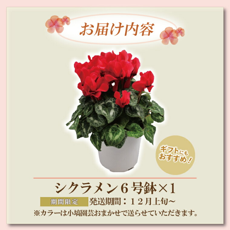 【ふるさと納税】【数量限定】シクラメン【6号鉢】1鉢 花 鉢植え 鉢花 ギフト お祝い 贈答品 インテリア 庭 ガーデン（KAQ-3）
