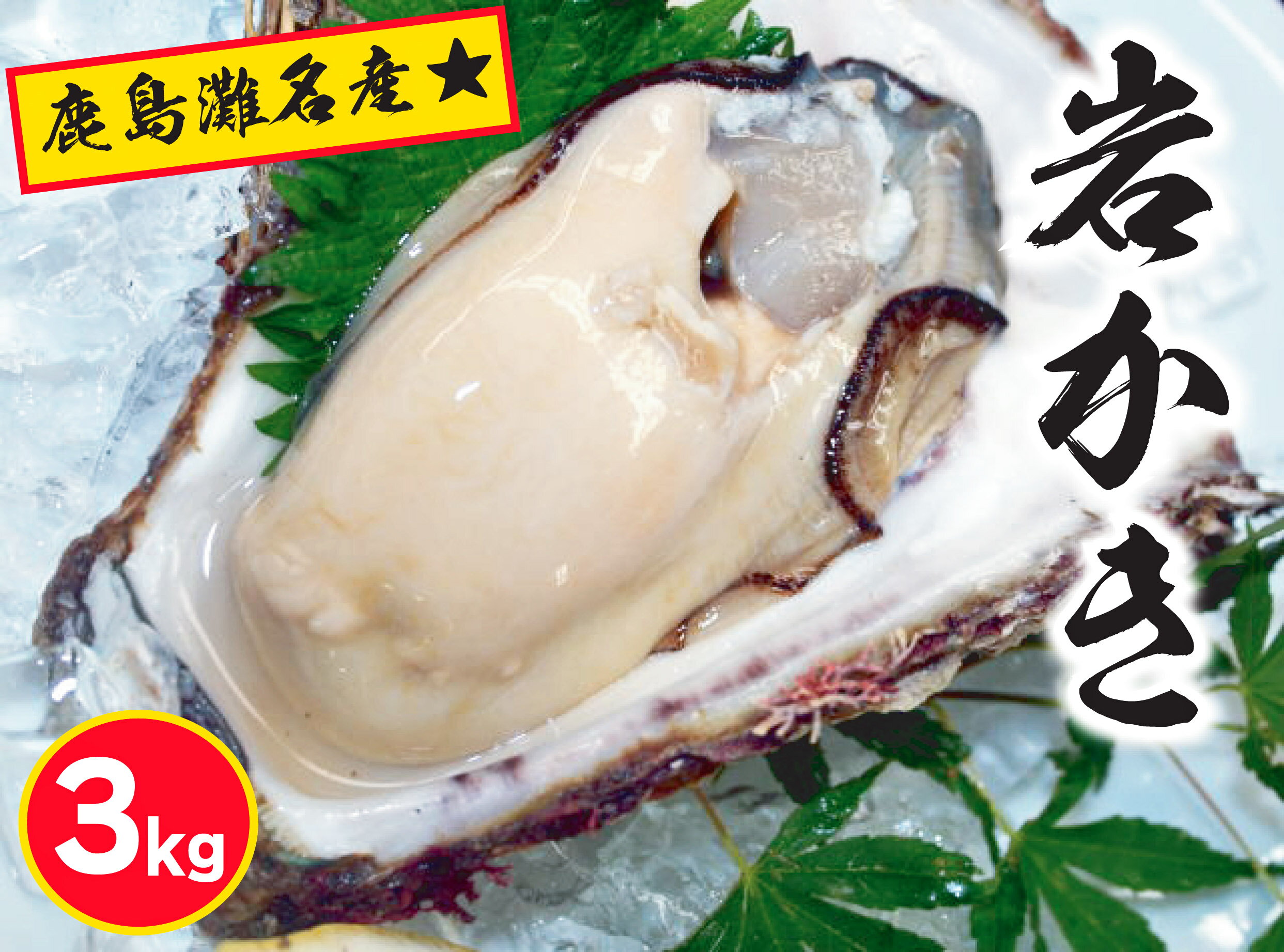 【ふるさと納税】鹿島灘名産★天然岩牡蠣（約3kg）（KBL-