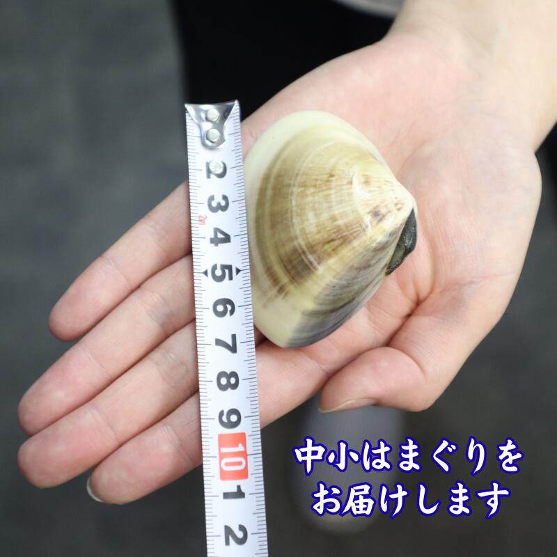 【ふるさと納税】 はまぐり 鹿島灘産 冷凍はまぐり 約1kg 蛤 冷凍 砂抜不要 天然 ブランド 鹿島灘はまぐり 国産 産地直送 海産 海鮮 水産加工品 水産品 お取り寄せ 海産物 貝 肴 はまぐり ハマグリ hamaguri 縁起物 酒蒸し お吸い物 鹿島灘 茨城県 鹿嶋市 f082228-kashima-10001578 茨城県鹿嶋市 サンプル画像3