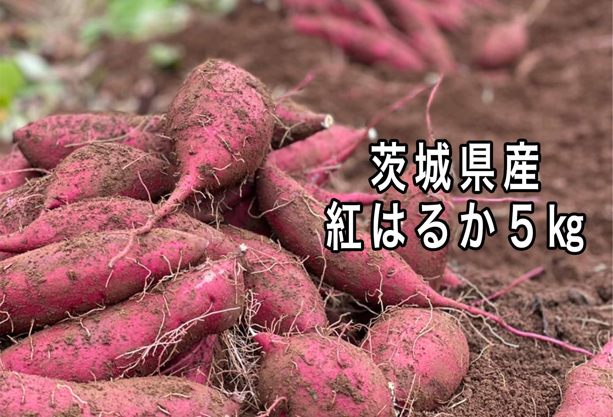 鹿畑ポテト小屋は、鹿嶋市内の自家農家です。劇薬ピクリンを使用せず、減農薬で栽培しました。 今回は栽培した紅はるかの生いもをお届け致します！ サイズはS・M・L・2Lとバランス良いように詰め合わせ致します。ご家庭用にぜひ！ 商品説明 名称 ポテト小屋の生さつまいも　5kg 産地名 鹿嶋市 内容量 5kg 消費期限等 3ヶ月 発送 ご入金確認（毎月1日、16日）後、10月中旬より順次発送します。 提供元 鹿畑ポテト小屋　茨城県鹿嶋市平井1180-102 ・ふるさと納税よくある質問はこちら ・寄附申込みのキャンセル、返礼品の変更・返品はできません。あらかじめご了承ください。「ふるさと納税」寄付金は、下記の事業を推進する資金として活用してまいります。 寄付を希望される皆さまの想いでお選びください。 (1) 未来を担う人財「鹿嶋っ子」を育む事業 (2) 豊かな鹿嶋の海や緑を未来へつなぐ事業 (3) スマートで持続可能なまちをつくる事業 (4) その他　市の課題解決のため，最も有効な方法で活用します。 特段のご希望がなければ、市政全般に活用いたします。 入金確認後、注文内容確認画面の【注文者情報】に記載の住所にお送りいたします。 発送の時期は、寄附確認後翌月以内を目途に、お礼の特産品とは別にお送りいたします。