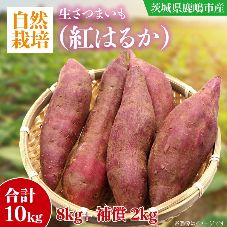 【ふるさと納税】【10月中旬~11月末までの発送品!】【自然栽培】紅はるか 生さつまいも(8kg+約25%補償分) 計 約10kg【サツマイモ 芋 いも べにはるか 自然栽培 新鮮 オーガニック 焼き芋 煮物 天ぷら スイートポテト 鹿嶋市 茨城県 】(KAG-40)