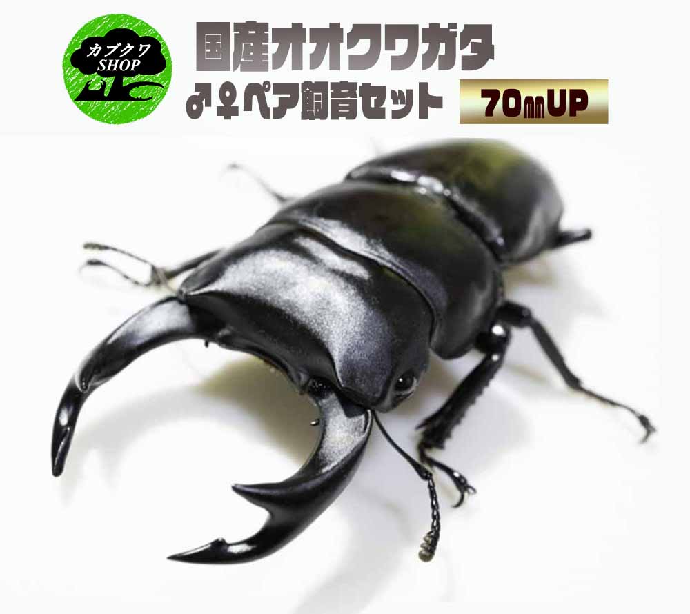 【ふるさと納税】国産オオクワガタ♂♀ペア飼育セット（KBY-2）