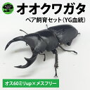 【ふるさと納税】【YG血統】【1セット限定】ペアオオクワガタ♂♀(オス60ミリup×メスフリー)ペア飼育セット【クワガタ クワガタムシ カブトムシ 昆虫 虫 国...