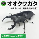 【ふるさと納税】【大阪府能勢町産ペア】【1セット限定】ペアオオクワガタ♂♀(オス60ミリup×メスフリー)ペア飼育セット【クワガタ クワガタムシ カブトムシ 昆...