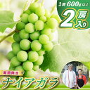 【ふるさと納税】レストランのプロが育てる!鹿嶋市産 昔ながらの「香り高い」ナイアガラ2房 【鹿嶋市 ぶどう】(KAE-13)