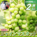 【ふるさと納税】レストランのプロが育てる!シャインマスカット 2房 (大粒600g以上/房) <皮ごと食べられる極上ぶどう>(KAE-14)