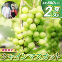 【ふるさと納税】レストランのプロが育てる!シャインマスカット 2房 (大粒800g以上/房) <皮ごと食べられる極上ぶどう>(KAE-15)