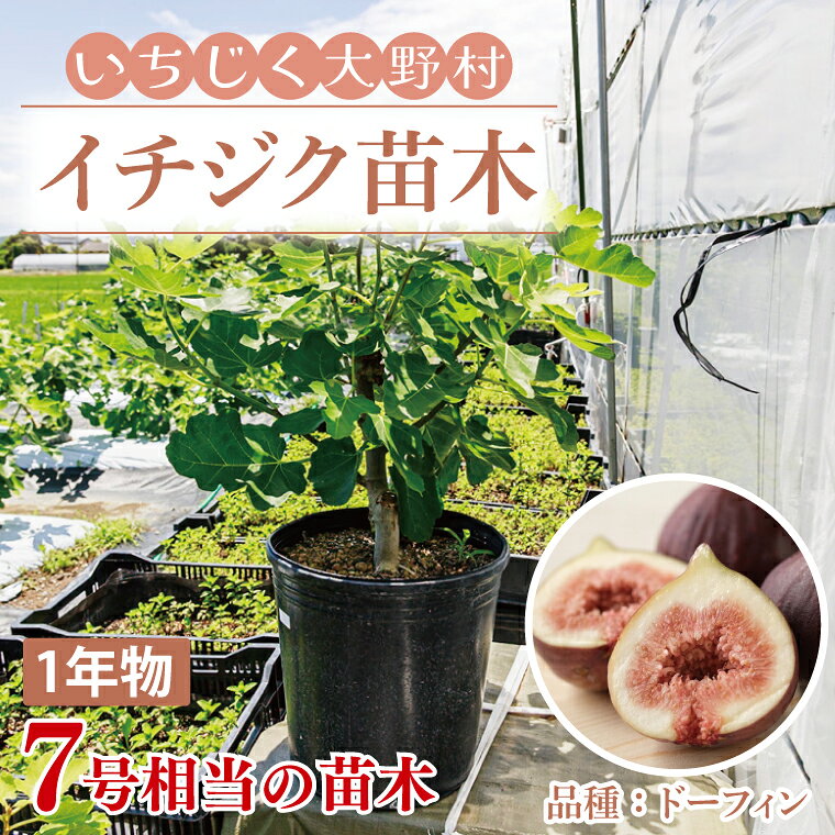 楽天市場】イチジク苗木の通販