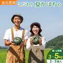 【ふるさと納税】\先行予約 数量限定/新拓農園のこだわり 夏かぼちゃ 2~3個入り 選べる セット S/M/L【かぼちゃ 野菜 やさい カボチャ ほくほく 甘い おいしい パンプキン 国産 産地直送 期間限定 季節限定 茨城県 鹿嶋市】
