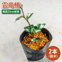 【ふるさと納税】【2025年9月以降発送】雲竜椿 苗木×2(樹高25cm前後)【雲竜椿 苗木 ツバキ 三河雲龍 盆栽 茨城県 鹿嶋市 50000円以内】(KDM-005)