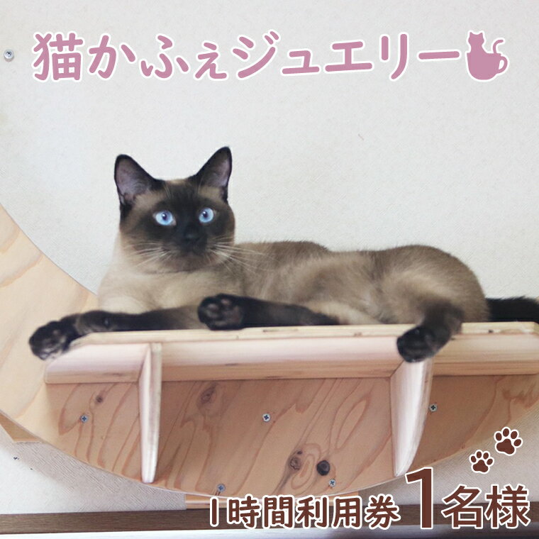 鹿嶋市の癒しの空間 猫カフェでまったり 猫かふぇジュエリー 1時間利用券セット 1名様 (KCS-1)