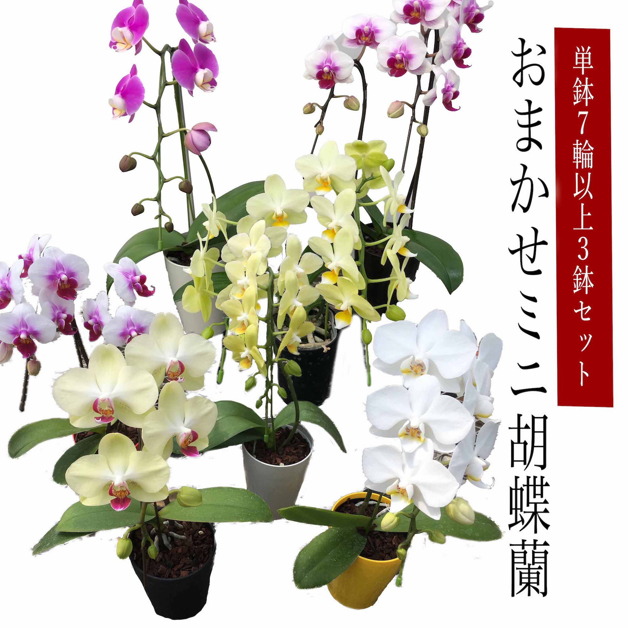 花・観葉植物(鉢花)人気ランク28位　口コミ数「4件」評価「4.25」「【ふるさと納税】おまかせミニ胡蝶蘭（単鉢・7輪以上）3鉢セット 25品種から3品種 ランダム 花 インテリア 胡蝶蘭 植物 コチョウラン ギフト 贈り物 送料無料　鹿嶋市　カシマ（KAR-8）」