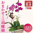 【ふるさと納税】おまかせミニ胡蝶蘭(3本寄せ21輪以上)【陶器鉢】【お花 花 コチョウラン 胡蝶蘭 蘭 贈り物 プレゼント 誕生日 お祝い 誕生日 母の日 父の...