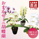 【ふるさと納税】おまかせミニ胡蝶蘭(単鉢・7輪以上)3鉢セット【お花 花 コチョウラン 胡蝶蘭 蘭 贈り物 プレゼント 誕生日 お祝い 誕生日 母の日 父の日 ...