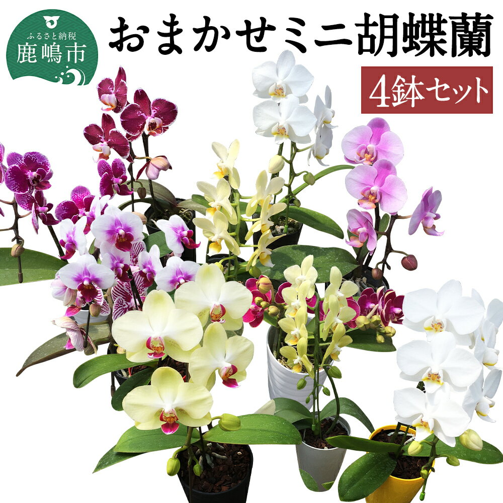 花・観葉植物人気ランク33位　口コミ数「16件」評価「3.94」「【ふるさと納税】おまかせミニ胡蝶蘭（単鉢・7輪以上）4鉢セット 25品種から4品種 ランダム 花 インテリア 胡蝶蘭 植物 コチョウラン ギフト 贈り物 送料無料（KAR-7）」