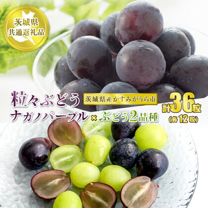 粒々ぶどう 合計36粒 各12粒 ナガノパープルとぶどう 2品種【茨城県共通返礼品 かすみがうら市】セット 3種類 食べ比べ ナガノパープル ぶどう ブドウ 葡萄 果物 フルーツ お取り寄せ ※2024年8月下旬頃より順次発送予定