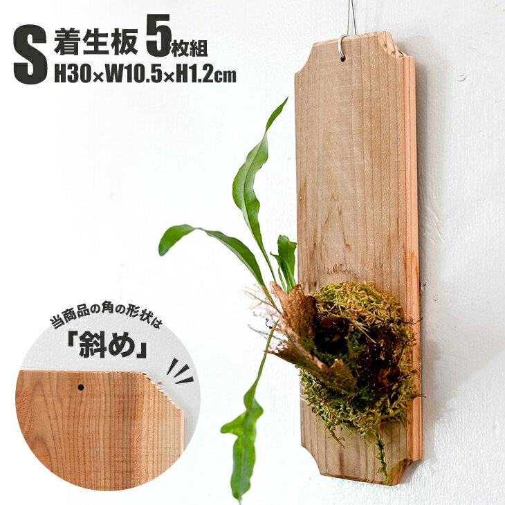 【ふるさと納税】【着生板】Sサイズ 5枚組「角の形状：斜め」