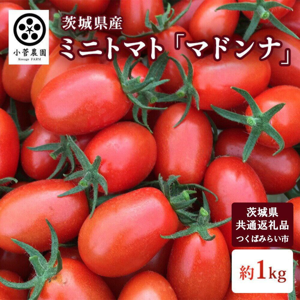 ミニトマト マドンナ 約1kg [茨城県共通返礼品 つくばみらい市産] トマト プチトマト 野菜 生野菜 旬 希少品種 茨城県 送料無料 ※2026年1月中旬頃より順次発送予定