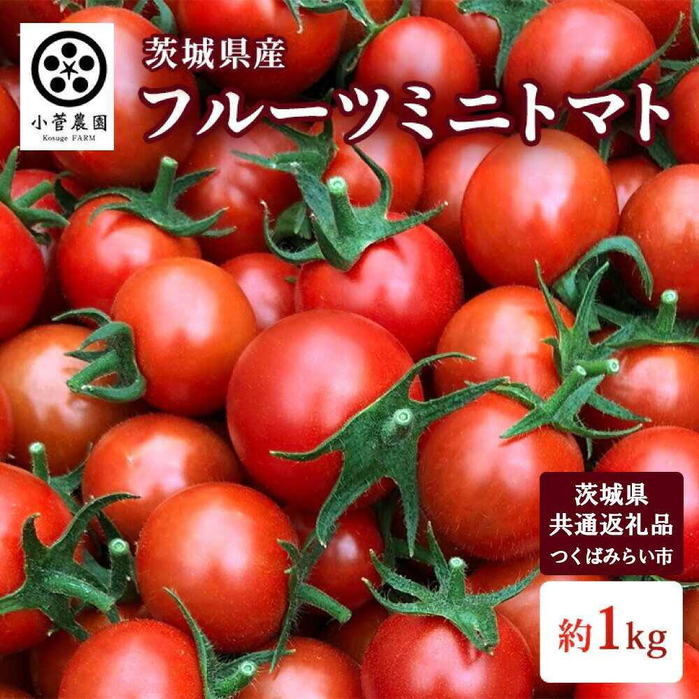 フルーツミニトマト 約1kg [茨城県共通返礼品 つくばみらい市産]トマト プチトマト ミニトマト フルーツトマト 野菜 生野菜 旬 希少品種 茨城県 送料無料 ※2026年1月中旬頃より順次発送予定