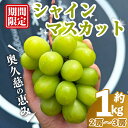 【ふるさと納税】<先行予約>シャインマスカット1kg マスカット ぶどう ブドウ 葡萄 フルーツ 果物 くだもの デザート<2025年8月中旬から発送> 【奥久...
