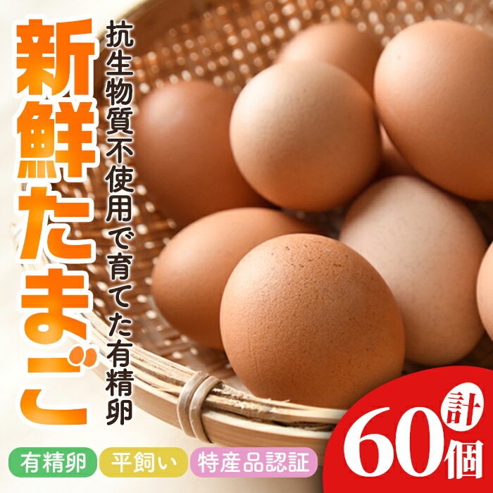 【ふるさと納税】 石黒たまご園の平飼い有精卵 60個入り たまご タマゴ 鶏卵 玉子 卵 常温 茨城県 普段..