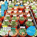 【ふるさと納税】韓国多肉植物抜き苗 10入りアソート詰め合わせ