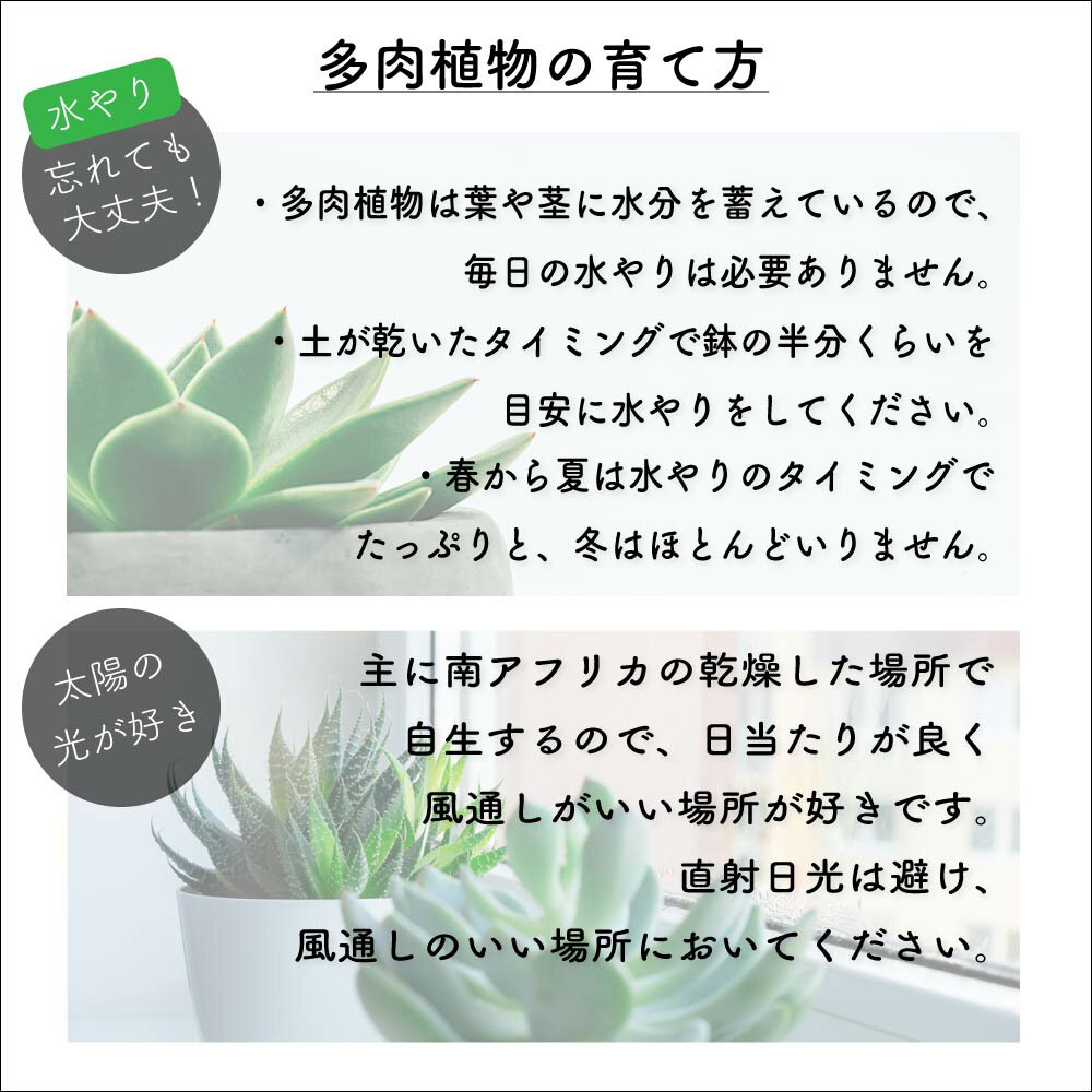 【ふるさと納税】多肉植物詰め合わせ20セット