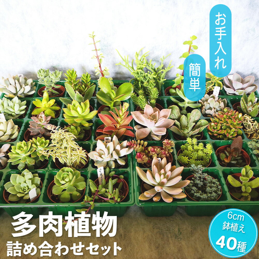 【ふるさと納税】多肉植物詰め合わせ40セット