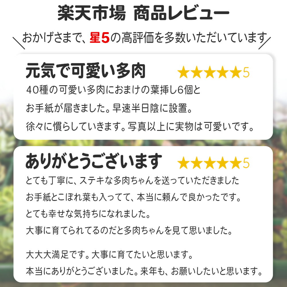 【ふるさと納税】多肉植物詰め合わせ40セット