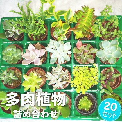 多肉植物詰め合わせ20セット