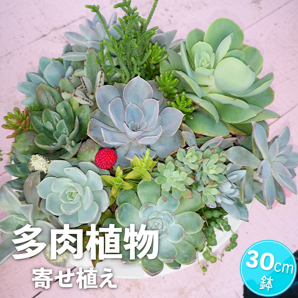 【ふるさと納税】豪華30cm鉢 多肉植物寄せ植えのサムネイル