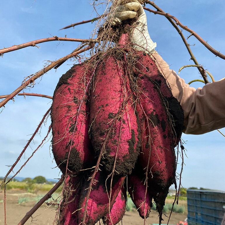 【ふるさと納税】 訳あり品！茨城県産熟成べにはるか 選べる 約5kg 10kg さつまいも サツマイモ 芋 いも 茨城県 那珂市 B15-005/B15-006