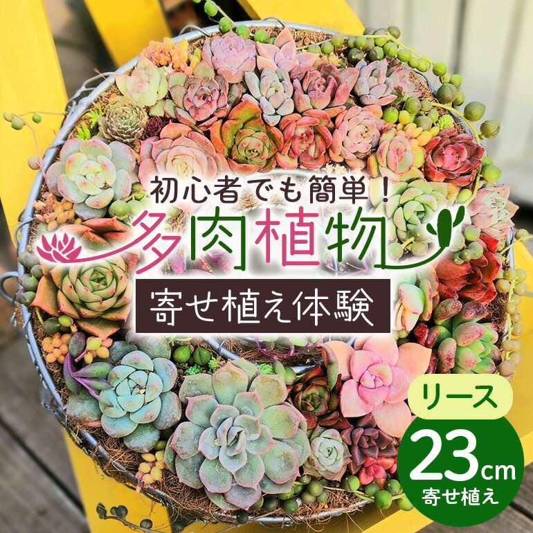可愛いリース23cm多肉植物寄せ植え体験