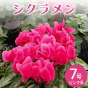 【ふるさと納税】シクラメン 7号 ピンク系 フラワーギフト 鉢植え 鉢 ギフト ビッグサイズ 鉢花 お歳暮 ガーデンシクラメン ミニシクラメン プレゼント 希少 クリスマス 誕生日 結婚記念日 花ギフト 送料無料