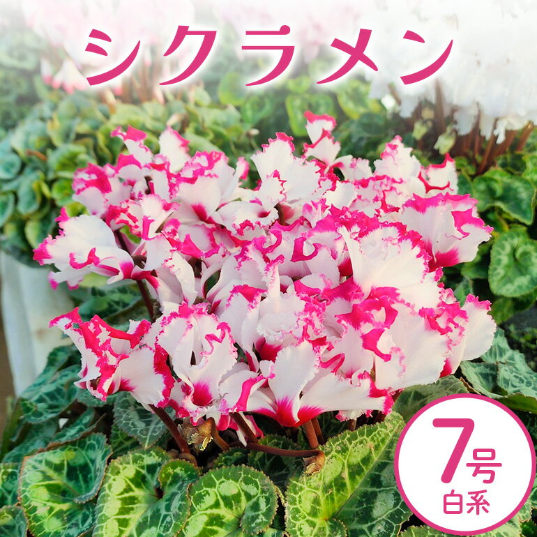 シクラメン 7号 白系 フラワーギフト 鉢植え 鉢 ギフト ビッグサイズ 鉢花 お歳暮 ガーデンシクラメン ミニシクラメン プレゼント 希少 クリスマス 誕生日 結婚記念日 花ギフト 送料無料