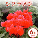 【ふるさと納税】シクラメン 6号 赤系 フラワーギフト 鉢植え 鉢 ギフト ビッグサイズ 鉢花 お歳暮 ガーデンシクラメン ミニシクラメン プレゼント 希少 ク...