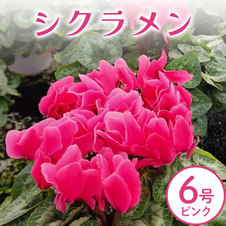 シクラメン 6号 ピンク系 フラワーギフト 鉢植え 鉢 ギフト ビッグサイズ 鉢花 お歳暮 ガーデンシクラメン ミニシクラメン プレゼント 希少 クリスマス 誕生日 結婚記念日 花ギフト 送料無料
