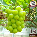 【ふるさと納税】期間限定 ! 筑西市産 シャインマスカット 1房 ぶどう ブドウ 葡萄 フルーツ 2025年産