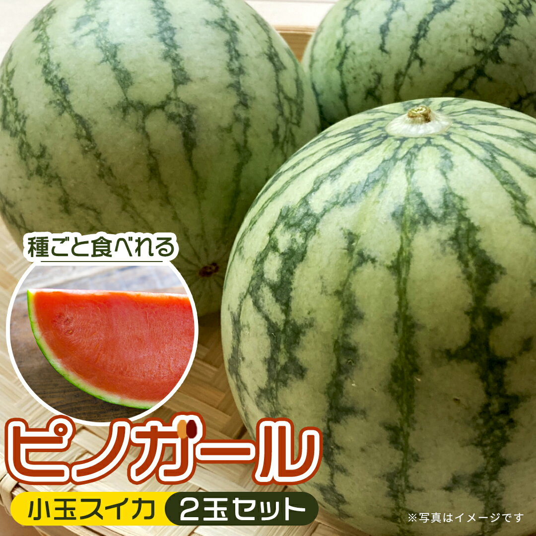 こだますいか ( ピノガール ) 2玉セット 小玉すいか 小玉 すいか スイカ 果物 フルーツ ピノガール 西瓜 くだもの デザート 茨城