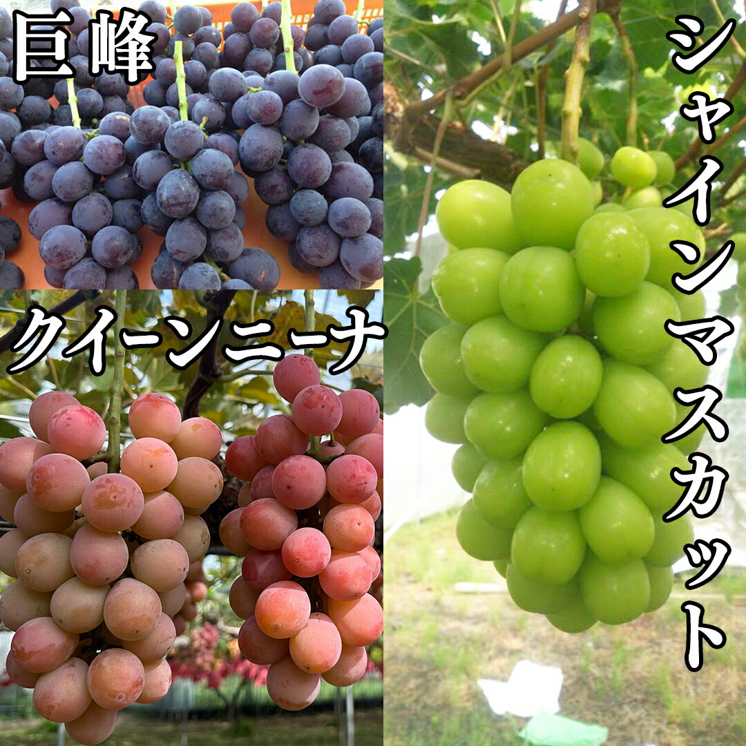 【ふるさと納税】【 藤澤ブドウ園 】 旬 の おすすめ セット 約2.5kg 2026年産 先行予約 ぶどう 葡萄 巨峰 高級 シャインマスカット