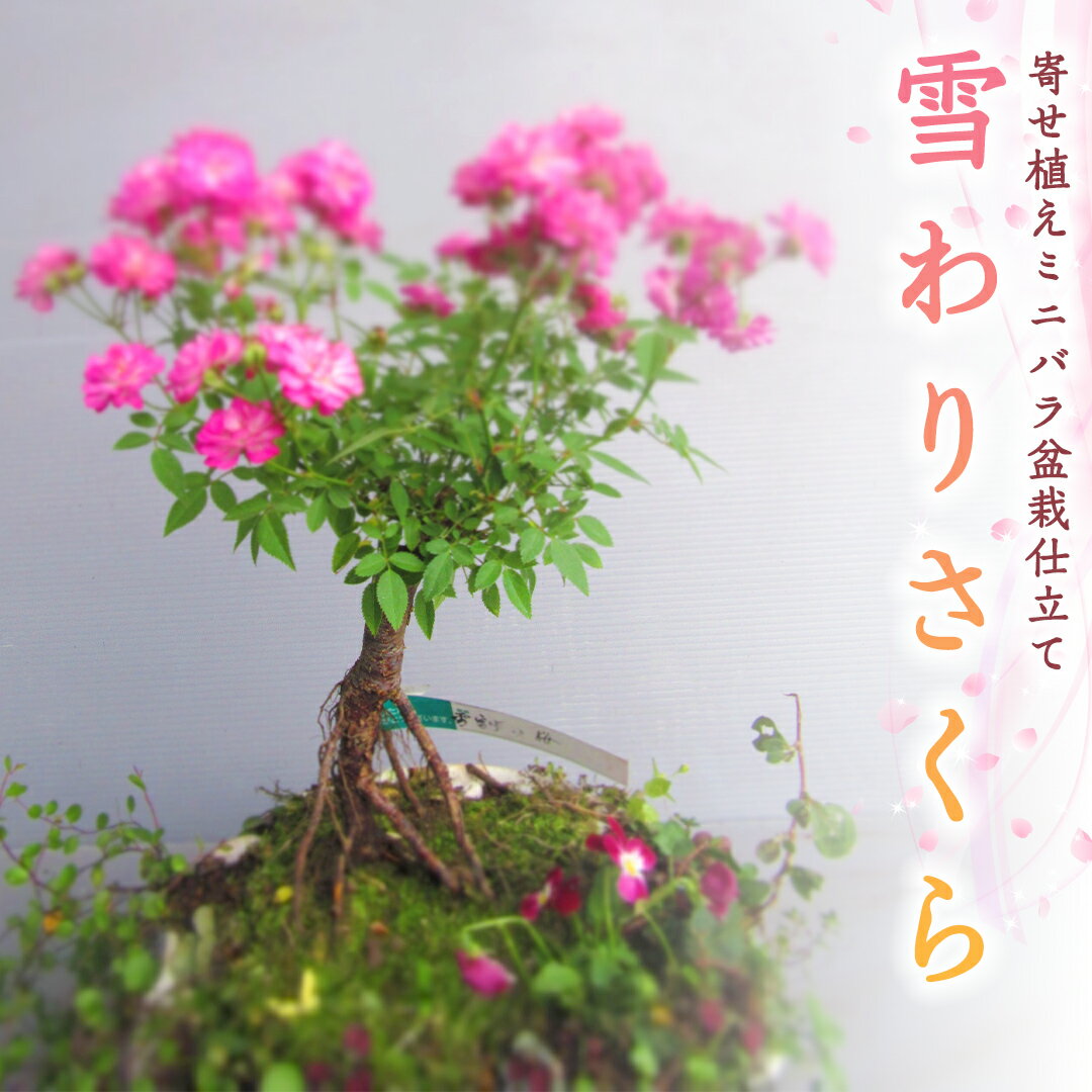 ミニバラ（母の日向き） 【ふるさと納税】寄せ植え ミニバラ 盆栽仕立て 「雪わりさくら」薔薇 ばら 盆栽 ギフト 贈答 プレゼント 贈り物 贈りもの 母の日 誕生日 記念日