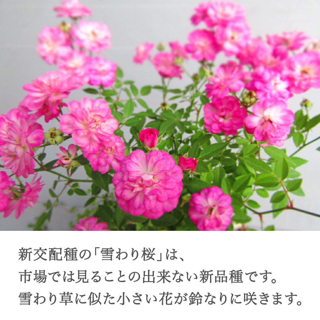 【ふるさと納税】寄せ植え ミニバラ 盆栽仕立て 「雪わりさくら」薔薇 ばら 盆栽 ギフト 贈答 プレゼント 贈り物 贈りもの 母の日 誕生日 記念日