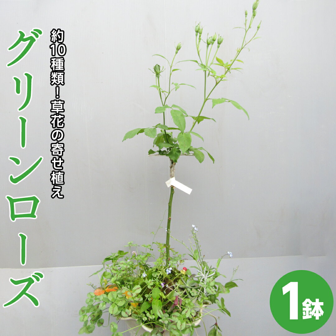 25位! 口コミ数「0件」評価「0」寄せ植え 「 グリーンローズ 」 1鉢 スタンダード バラ ミニバラ 薔薇 花 お花 フラワー ギフト プレゼント