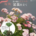 【ふるさと納税】寄せ植え ミニバラ 盆栽 風 仕立て「桜坂」 バラ 花 お花 フラワー ギフト 母の日