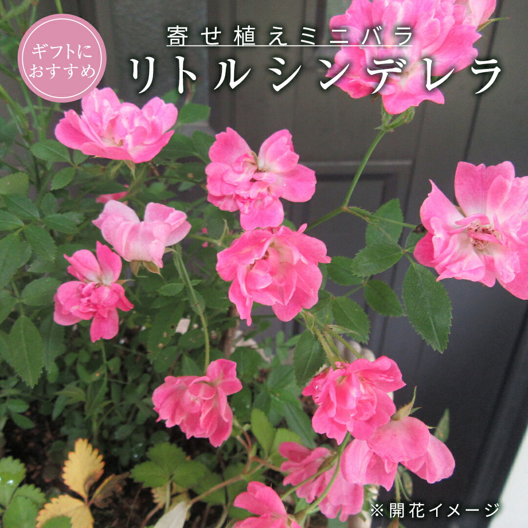 ミニ バラ 寄せ植え 「リトルシンデレラ」 お花 花 フラワー 薔薇 小林幸子