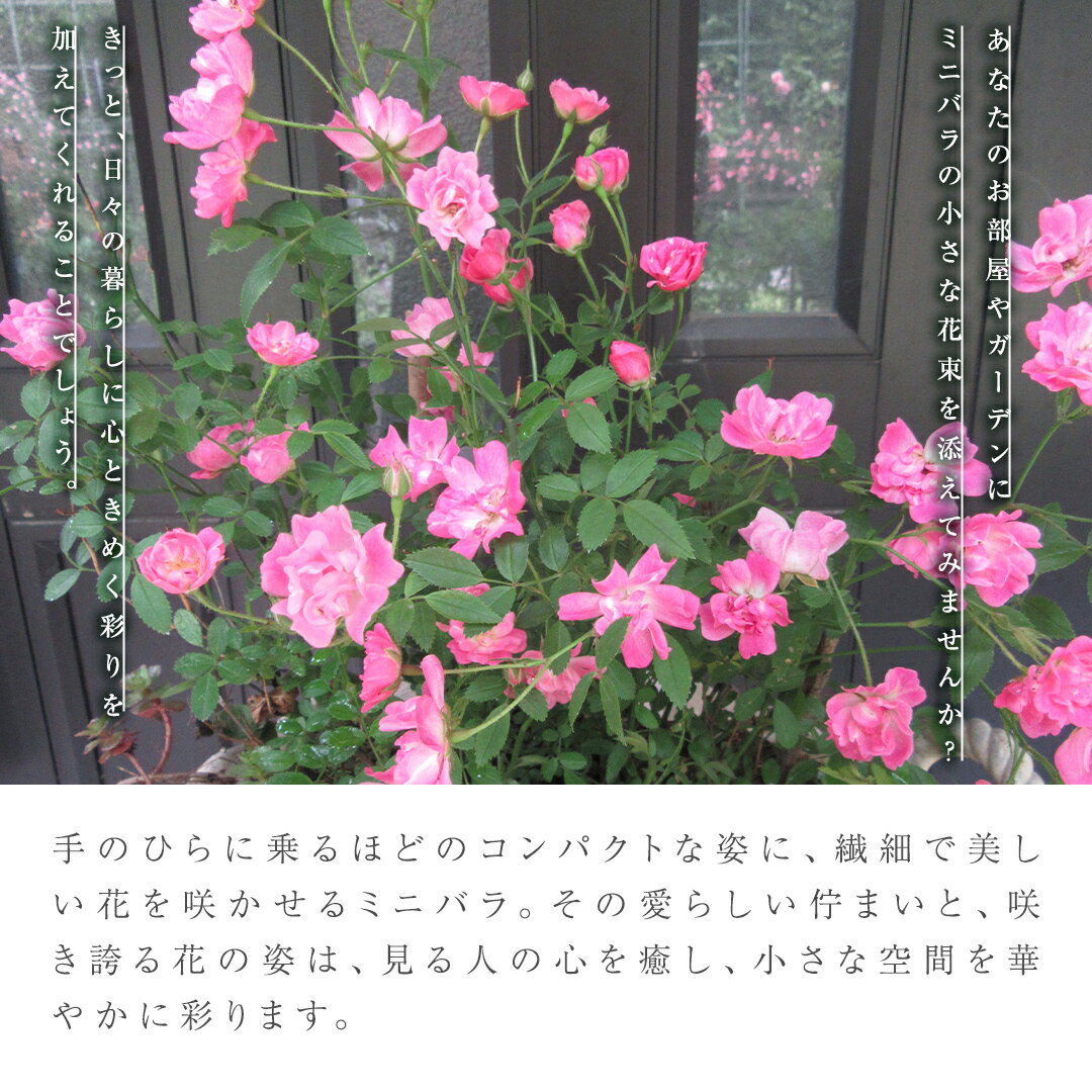 【ふるさと納税】ミニ バラ 寄せ植え 「リトルシンデレラ」 お花 花 フラワー 薔薇 小林幸子