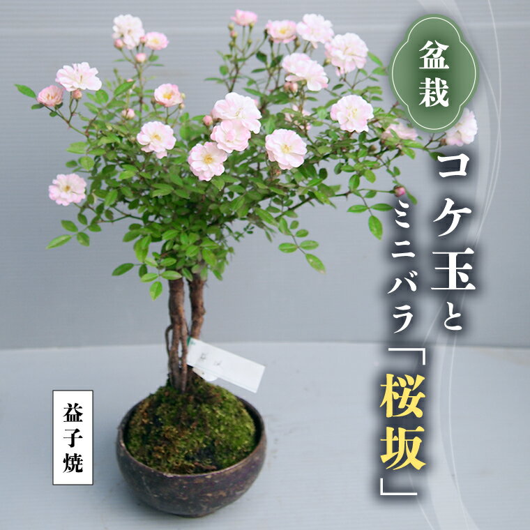 コケ玉ミニバラ盆栽「桜坂」 ギフト 花